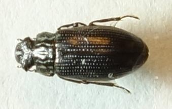 Réf. 291 822 : Helophorus sp.